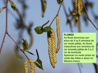 Árbore de folla perenne
orixinaria do Xapón, moi
abundante en Galicia
sobre todo nas Rías
Baixas onde se cultiva
desde hai...