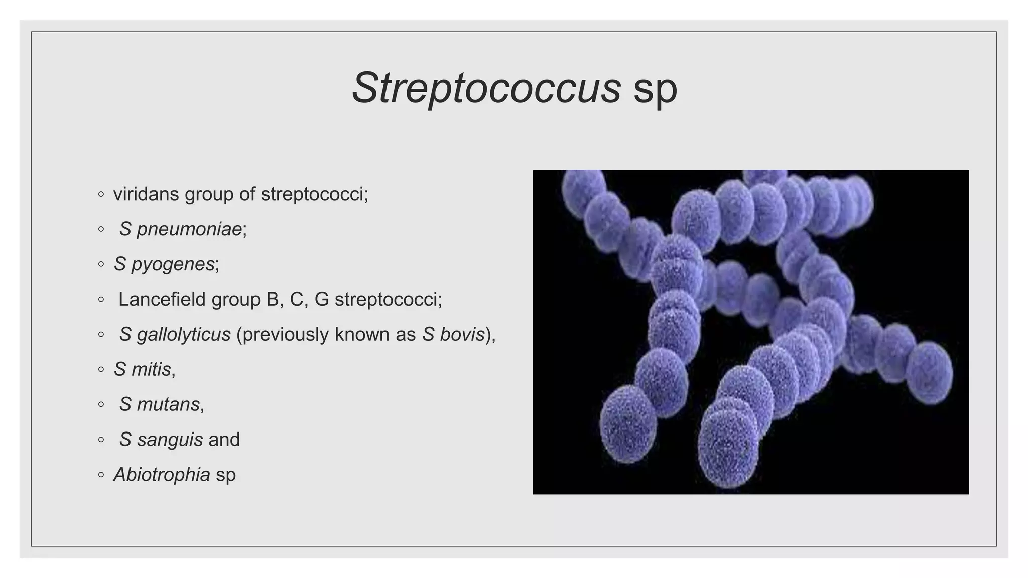 Streptococcus sp
◦ viridans group of streptococci;
◦ S pneumoniae;
◦ S pyogenes;
◦ Lancefield group B, C, G streptococci;
◦ S gallolyticus (previously known as S bovis),
◦ S mitis,
◦ S mutans,
◦ S sanguis and
◦ Abiotrophia sp
 