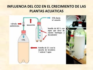 INFLUENCIA DEL CO2 EN EL CRECIMIENTO DE LAS
PLANTAS ACUATICAS
 