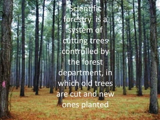 Scientific
forestry is a
system of
cutting trees
controlled by
the forest
department, in
which old trees
are cut and new
ones planted
 