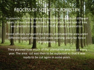 In scientific forestry, natural forests which had lots of different
types of trees were cut down. In their place, one type of tree
was planted in straight rows. This is called a plantation.
Forest officials surveyed the forests, estimated the area under
different types of trees, and made working plans for forest
management.
They planned how much of the plantation area to cut every
year. The area cut was then to be replanted so that it was
ready to be cut again in some years.
PROCESS OF SCIENTIFIC FORESTRY
 