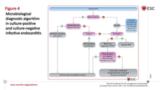 2023 ESC guidelines for the management of endocarditis | PPTX