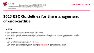 • MSSA
‑ Van tự nhiên: flucloxacillin hoặc cefazolin
‑ Van nhân tạo: (flucloxacillin hoặc cefazolin + rifampin) >6 tuần + gentamycin 2 tuần
• MRSA
‑ Van tự nhiên: vancomycin 4 – 6 tuần
‑ Van nhân tạo: (vancomycin + rifampin) >6 tuần + gentamycin 2 tuần
 