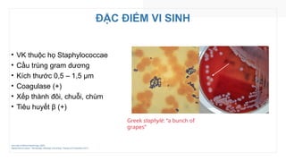 ĐẶC ĐIỂM VI SINH
• VK thuộc họ Staphylococcae
• Cầu trùng gram dương
• Kích thước 0,5 – 1,5 µm
• Coagulase (+)
• Xếp thành đôi, chuỗi, chùm
• Tiêu huyết β (+)
Color Atlas of Medical Bacteriology (2020)
Staphylococcus aureus – Microbiology, Pathology, Immunology, Therapy and Prophylaxis (2017)
Greek staphylé: “a bunch of
grapes”
 