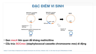 ĐẶC ĐIỂM VI SINH
• Gen mecA liên quan đề kháng methicilline
• Cấu trúc SCCmec (staphylococcal cassette chromosome mec) di động
Uehara Y. Current Status of Staphylococcal Cassette Chromosome mec (SCCmec). Antibiotics. 2022; 11(1):86. https://doi.org/10.3390/antibiotics11010086
 