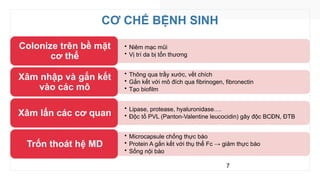 CƠ CHẾ BỆNH SINH
7
• Niêm mạc mũi
• Vị trí da bị tổn thương
Colonize trên bề mặt
cơ thể
• Thông qua trầy xước, vết chích
• Gắn kết với mô đích qua fibrinogen, fibronectin
• Tạo biofilm
Xâm nhập và gắn kết
vào các mô
• Lipase, protease, hyaluronidase….
• Độc tố PVL (Panton-Valentine leucocidin) gây độc BCĐN, ĐTB
Xâm lấn các cơ quan
• Microcapsule chống thực bào
• Protein A gắn kết với thụ thể Fc → giảm thực bào
• Sống nội bào
Trốn thoát hệ MD
 