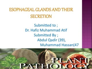 Submitted to ;
Dr. Hafiz Muhammad Atif
Submitted By ;
Abdul Qadir (39),
Muhammad Hassan(47
 