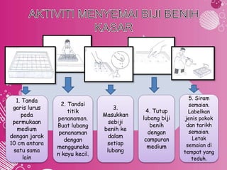 1. Tanda 
garis lurus 
pada 
permukaan 
medium 
dengan jarak 
10 cm antara 
satu sama 
lain 
2. Tandai 
titik 
penanaman. 
Buat lubang 
penanaman 
dengan 
menggunaka 
n kayu kecil. 
3. 
Masukkan 
sebiji 
benih ke 
dalam 
setiap 
lubang 
4. Tutup 
lubang biji 
benih 
dengan 
campuran 
medium 
5. Siram 
semaian. 
Labelkan 
jenis pokok 
dan tarikh 
semaian. 
Letak 
semaian di 
tempat yang 
teduh. 
 