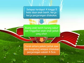 Selepas terdapat 4 hingga 5 
helai daun anak benih, kerja-kerja 
penjarangan dilakukan. 
Buang anak benih kurang subur 
dan tinggalkan anak-anak pokok 
yang sihat. 
Jarak antara pokok (untuk sawi 
dan kangkung) selepas dilakukan 
penjarangan adalah 4-5cm. 
 