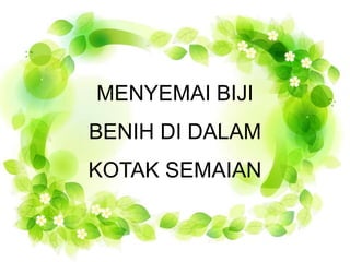 MENYEMAI BIJI 
BENIH DI DALAM 
KOTAK SEMAIAN 
 