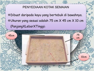 PENYEDIAAN KOTAK SEMAIAN 
Dibuat daripada kayu yang bertebuk di bawahnya. 
Ukuran yang sesuai adalah 75 cm X 45 cm X 10 cm 
(PanjangXLebarXTinggi) 
10cm 
75 
cm 
45cm 
 