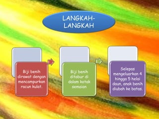 Biji benih 
dirawat dengan 
mencampurkan 
racun kulat. 
Biji benih 
ditabur di 
dalam kotak 
semaian 
Selepas 
mengeluarkan 4 
hingga 5 helai 
daun, anak benih 
diubah ke batas. 
LANGKAH-LANGKAH 
 