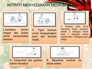 AKTIVITI MENYEDIAKAN MEDIUM SEMAIAN 
1.Sediakan alatan 
tangan dan bahan 
untuk menyediakan 
semaian. 
2. Tapis medium 
untuk mengasingkan 
batu dan ketulan 
tanah. 
3. Gunakan baldi untuk 
menyukat bahan mengikut 
nisbah 2 bahagian tanah 
loam, 1 bahagian bahan 
organik dan 1 bahagian pasir 
sungai. 
4. Campurkan dan gaulkan 
bahan tersebut 
5. Masukkan medium ke 
dalam bekas 
 