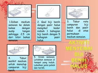 1.Isikan medium 
semaian ke dalam 
bekas dengan 
sudip tangan 
sehingga 2.5 cm 
dari bibir bekas 
semaian. 
2. Gaul biji benih 
dengan pasir halus 
mengikut kadar 
nisbah 1 bahagian 
biji benih dengan 5 
bahagian pasir 
halus. 
3. Tabur rata 
campuran biji 
benih dan pasir 
halus di atas 
permukaan 
medium semaian. 
4. Tabur 
sedikit medium 
untuk menutup 
campuran biji 
benih. 
5. Siram semaian. 
Letakkan semaian di 
tempat yang teduh. 
Labelkan jenis pokok 
dan tarikh. 
 