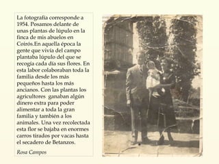 La fotografía corresponde a 1954. Posamos delante de unas plantas de lúpulo en la finca de mis abuelos en Coirós.En aquella época la gente que vivía del campo plantaba lúpulo del que se recogía cada día sus flores. En esta labor colaboraban toda la familia desde los más pequeños hasta los más ancianos. Con las plantas los agricultores  ganaban algún dinero extra para poder alimentar a toda la gran familia y también a los animales. Una vez recolectada esta flor se bajaba en enormes carros tirados por vacas hasta el secadero de Betanzos. Rosa Campos 