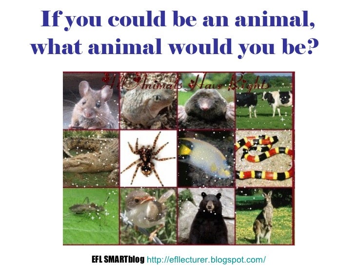if u were an animal what would you be
