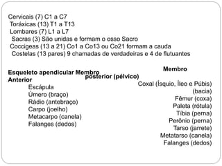 Cervicais (7) C1 a C7
Toráxicas (13) T1 a T13
Lombares (7) L1 a L7
Sacras (3) São unidas e formam o osso Sacro
Coccigeas (13 a 21) Co1 a Co13 ou Co21 formam a cauda
Costelas (13 pares) 9 chamadas de verdadeiras e 4 de flutuantes
Esqueleto apendicular Membro
Anterior
Escápula
Úmero (braço)
Rádio (antebraço)
Carpo (joelho)
Metacarpo (canela)
Falanges (dedos)
Membro
posterior (pélvico)
Coxal (Ísquio, Íleo e Púbis)
(bacia)
Fêmur (coxa)
Paleta (rótula)
Tíbia (perna)
Perônio (perna)
Tarso (jarrete)
Metatarso (canela)
Falanges (dedos)
 