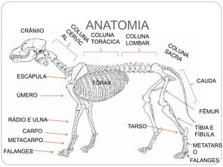 ANATOMIACRÂNIIO
COLUNA
TORÁCICA
COLUNA
LOMBAR
TÓRAX CAUDA
FÊMUR
TÍBIA E
FÍBULA
ESCÁPULA
RÁDIO E ULNA
ÚMERO
CARPO
METACARPO
FALANGES
METATARS
O
FALANGES
TARSO
 
