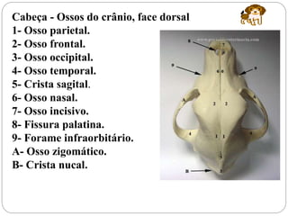Cabeça - Ossos do crânio, face dorsal
1- Osso parietal.
2- Osso frontal.
3- Osso occipital.
4- Osso temporal.
5- Crista sagital.
6- Osso nasal.
7- Osso incisivo.
8- Fissura palatina.
9- Forame infraorbitário.
A- Osso zigomático.
B- Crista nucal.
 