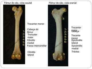 Trocanter menor
Cabeça do
fêmur
Troncater
maior
Côndilo
medial
Fossa intercondilar
Côndilo
lateral
Fêmur de cão, vista caudal Fêmur de cão, vista cranial
Trocanter
maiorcabeça
Ttocante
menor
Epicôndilo
lateral
Epicôndilo
medial
Tróclea
 