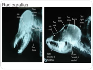 Radiografias
 