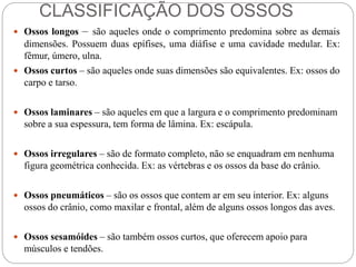 CLASSIFICAÇÃO DOS OSSOS
 Ossos longos – são aqueles onde o comprimento predomina sobre as demais
dimensões. Possuem duas epífises, uma diáfise e uma cavidade medular. Ex:
fêmur, úmero, ulna.
 Ossos curtos – são aqueles onde suas dimensões são equivalentes. Ex: ossos do
carpo e tarso.
 Ossos laminares – são aqueles em que a largura e o comprimento predominam
sobre a sua espessura, tem forma de lâmina. Ex: escápula.
 Ossos irregulares – são de formato completo, não se enquadram em nenhuma
figura geométrica conhecida. Ex: as vértebras e os ossos da base do crânio.
 Ossos pneumáticos – são os ossos que contem ar em seu interior. Ex: alguns
ossos do crânio, como maxilar e frontal, além de alguns ossos longos das aves.
 Ossos sesamóides – são também ossos curtos, que oferecem apoio para
músculos e tendões.
 