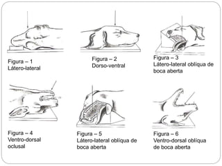 Figura – 1
Látero-lateral
Figura – 2
Dorso-ventral
Figura – 3
Látero-lateral oblíqua de
boca aberta
Figura – 4
Ventro-dorsal
oclusal
Figura – 5
Látero-lateral oblíqua de
boca aberta
Figura – 6
Ventro-dorsal oblíqua
de boca aberta
 