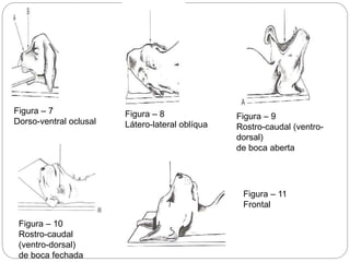 Figura – 7
Dorso-ventral oclusal
Figura – 8
Látero-lateral oblíqua
Figura – 9
Rostro-caudal (ventro-
dorsal)
de boca aberta
Figura – 10
Rostro-caudal
(ventro-dorsal)
de boca fechada
Figura – 11
Frontal
 