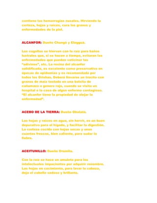 contiene las hemorragias nasales. Hirviendo la
corteza, hojas y raíces, cura los granos y
enfermedades de la piel.
ALCANFOR: Dueño Changó y Elegguá.
Los cogollos se hierven con la raíz para baños
lustrales que, si se hacen a tiempo, evitaran las
enfermedades que pueden vaticinar las
“adivinos”, etc. La resina del alcanfor
solidificada, es excelente como preservativo en
épocas de epidemias y es recomendada por
todos los Orishas. Deberá llevarse un trocito con
granos de maíz tostado en una bolsita de
cañamazo o genero rojo, cuando se visita un
hospital o la casa de algún enfermo contagioso.
“El alcanfor tiene la propiedad de alejar la
enfermedad”.
ACEBO DE LA TIERRA: Dueño Obatalá.
Las hojas y raíces en agua, sin hervir, es un buen
depurativo para el hígado, y facilitar la digestión.
La corteza cocida con hojas secas y unas
cuantas frescas, bien caliente, para sudar la
fiebre.
ACEITUNILLO: Dueño Orúmila.
Con la raíz se hace un amuleto para los
intelectuales impacientes por adquirir renombre.
Las hojas en cocimiento, para lavar la cabeza,
deja el cabello sedoso y brillante.
 