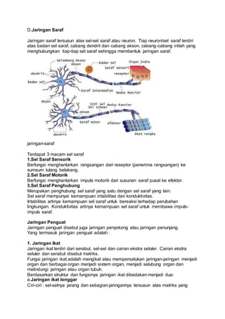 D.Jaringan Saraf 
Jaringan saraf tersusun atas sel-sel saraf atau neuron. Tiap neuron/sel saraf terdiri 
atas badan sel saraf, cabang dendrit dan cabang akson, cabang-cabang inilah yang 
menghubungkan tiap-tiap sel saraf sehingga membentuk jaringan saraf. 
jaringan-saraf 
Terdapat 3 macam sel saraf 
1.Sel Saraf Sensorik 
Berfungsi menghantarkan rangsangan dari reseptor (penerima rangsangan) ke 
sumsum tulang belakang. 
2.Sel Saraf Motorik 
Berfungsi menghantarkan impuls motorik dari susunan saraf pusat ke efektor. 
3.Sel Saraf Penghubung 
Merupakan penghubung sel saraf yang satu dengan sel saraf yang lain. 
Sel saraf mempunyai kemampuan iritabilitas dan konduktivitas. 
Iritabilitas artinya kemampuan sel saraf untuk bereaksi terhadap perubahan 
lingkungan. Konduktivitas artinya kemampuan sel saraf untuk membawa impuls-impuls 
saraf. 
Jaringan Penguat 
Jaringan penguat disebut juga jaringan penyokong atau jaringan penunjang. 
Yang termasuk jaringan penguat adalah : 
1. Jaringan Ikat 
Jaringan ikat terdiri dari serabut, sel-sel dan cairan ekstra seluler. Cairan ekstra 
seluler dan serabut disebut matriks. 
Fungsi jaringan ikat adalah mengikat atau mempersatukan jaringan-jaringan menjadi 
organ dan berbagai organ menjadi sistem organ, menjadi selubung organ dan 
melindungi jaringan atau organ tubuh. 
Berdasarkan struktur dan fungsinya jaringan ikat dibedakan menjadi dua: 
a.Jaringan ikat longgar 
Ciri-ciri : sel-selnya jarang dan sebagian jaringannya tersusun atas matriks yang 
 