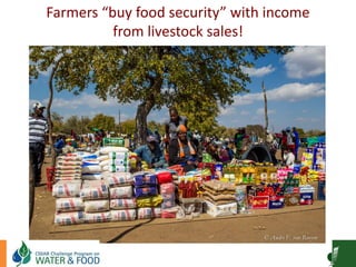 Goat Production and Marketing in Zimbabwe