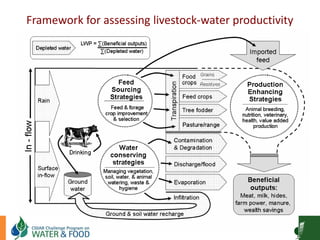 Goat Production and Marketing in Zimbabwe