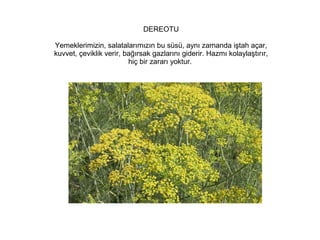 DEREOTU
Yemeklerimizin, salatalarımızın bu süsü, aynı zamanda iştah açar,
kuvvet, çeviklik verir, bağırsak gazlarını giderir. Hazmı kolaylaştırır,
hiç bir zararı yoktur.

 
