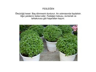 FESLEĞEN
Öksürüğü keser. Baş dönmesini durdurur. Arı sokmasında faydalıdır.
Ağız yaralarını tedavi eder. Fesleğen kokusu, sivrisinek ve
tahtakurusu gibi haşaratları kaçırır.

 