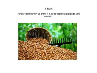 FINDIK
Fındık yapraklarının 25 gramı 1 lt. suda haşlanıp içildiğinde kanı
temizler. .

 
