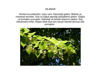 IHLAMUR
Sinirleri kuvvetlendirir. Uyku verir. Kansızlığı giderir. Böbrek ve
mesaneyi temizler. Grip ve soğuk algınlığı şikayetlerini giderir. Göğüs
ve bronşları yumuşatır. Kabızlığı ve barsak spazmını giderir. Saç
dökülmesini önler. Dıştan lokal veya tam banyo halinde alınırsa cildi
yumuşatır.

 