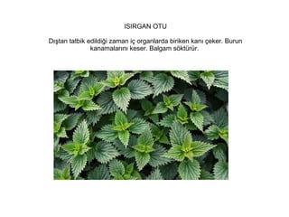 ISIRGAN OTU
Dıştan tatbik edildiği zaman iç organlarda biriken kanı çeker. Burun
kanamalarını keser. Balgam söktürür.

 