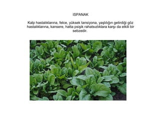 ISPANAK
Kalp hastalıklarına, felce, yüksek tansiyona, yaşlılığın getirdiği göz
hastalıklarına, kansere, hatta psişik rahatsızlıklara karşı da etkili bir
sebzedir.

 