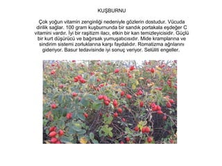KUŞBURNU
Çok yoğun vitamin zenginliği nedeniyle gözlerin dostudur. Vücuda
dirilik sağlar. 100 gram kuşburnunda bir sandık portakala eşdeğer C
vitamini vardır. İyi bir raşitizm ilacı, etkin bir kan temizleyicisidir. Güçlü
bir kurt düşürücü ve bağırsak yumuşatıcısıdır. Mide kramplarına ve
sindirim sistemi zorluklarına karşı faydalıdır. Romatizma ağrılarını
gideriyor. Basur tedavisinde iyi sonuç veriyor. Selüliti engeller.

 
