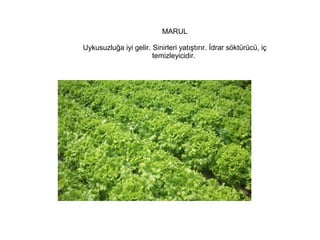 MARUL
Uykusuzluğa iyi gelir. Sinirleri yatıştırır. İdrar söktürücü, iç
temizleyicidir.

 