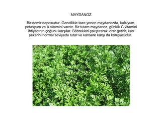 MAYDANOZ
Bir demir deposudur. Genellikle taze yenen maydanozda, kalsiyum,
potasyum ve A vitamini vardır. Bir tutam maydanoz, günlük C vitamini
ihtiyacının çoğunu karşılar. Böbrekleri çalıştırarak idrar getirir, kan
şekerini normal seviyede tutar ve kansere karşı da koruyucudur.

 