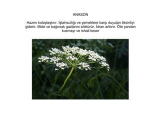 ANASON
Hazmı kolaylaştırır. İştahsızlığı ve yemeklere karşı duyulan tiksintiyi
giderir. Mide ve bağırsak gazlarını söktürür. İdrarı arttırır. Öte yandan
kusmayı ve ishali keser

 