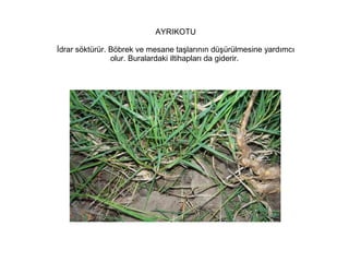 AYRIKOTU
İdrar söktürür. Böbrek ve mesane taşlarının düşürülmesine yardımcı
olur. Buralardaki iltihapları da giderir.

 