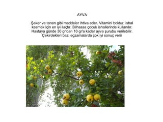 AYVA
Şeker ve tanen gibi maddeler ihtiva eder. Vitamini boldur, ishal
kesmek için en iyi ilaçtır. Bilhassa çocuk ishallerinde kullanılır.
Hastaya günde 30 gr'dan 10 gr'a kadar ayva şurubu verilebilir.
Çekirdekleri bazı egzamalarda çok iyi sonuç verir

 
