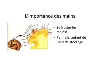 L’importance	des	mains	
•  Se	frooer	les	
mains!	
•  Penﬁeld:	autant	de	
lieux	de	stockage	
 