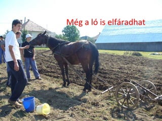 Még a ló is elfáradhat 