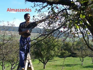 Almaszedés 
