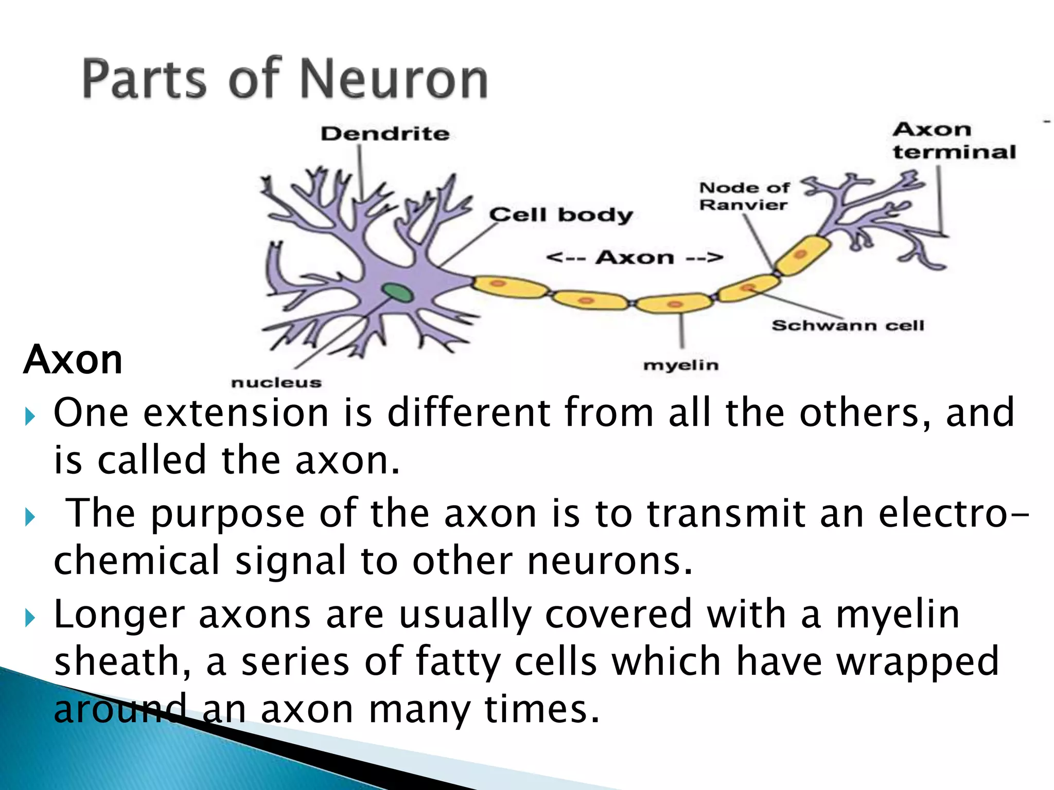 Anatomy and physiology of Central Nervous System | PPT