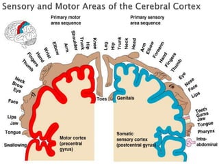 Anatomy and physiology of Central Nervous System | PPT