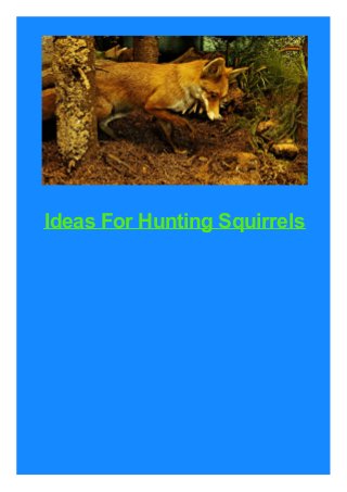 Ideas For Hunting Squirrels
 